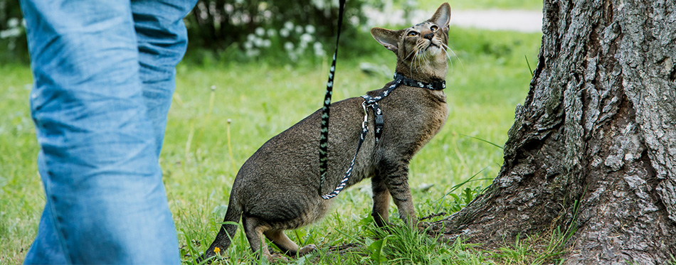 Oriental Cat on a leash