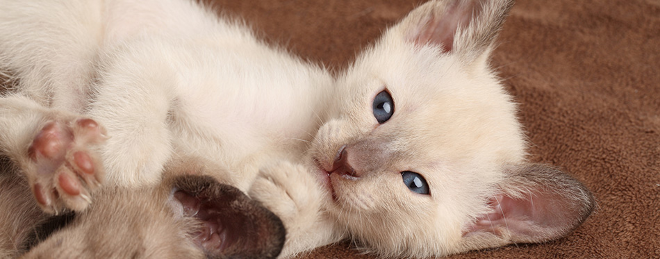 Oriental Shorthair