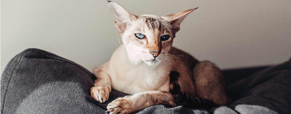 Oriental cat lying on the sofa