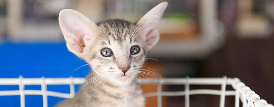 Oriental kitten