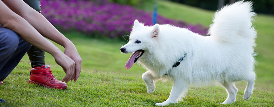 Owner and his dog playing