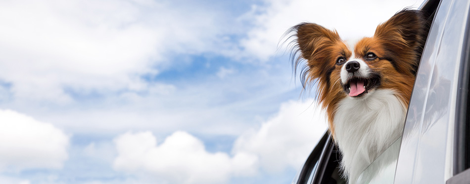 Papillon dog traveling in car 