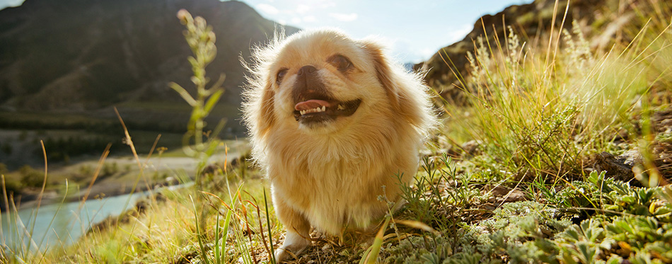 Pekingese