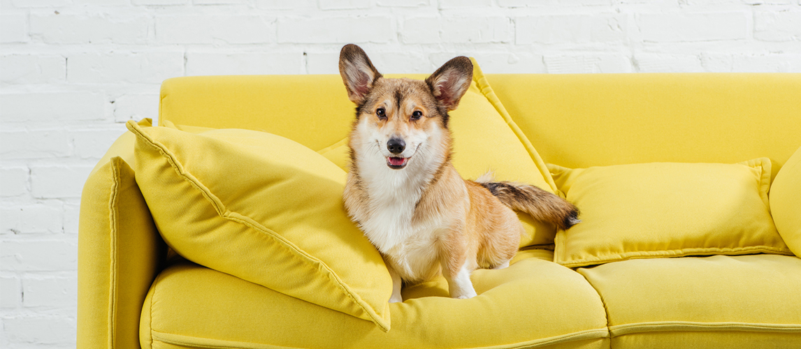 Pembroke welsh corgi on sofa