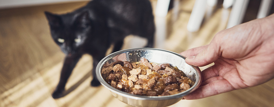 Pet owner holding bowl with feeding for his hungry cat 