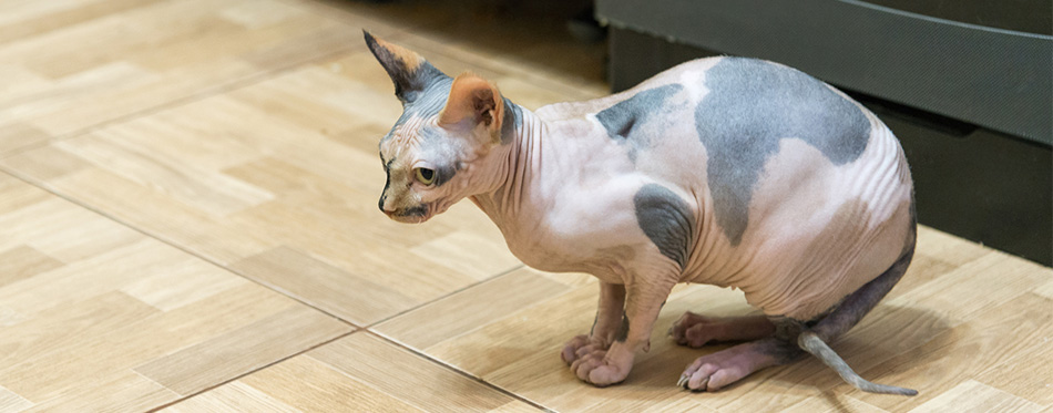 Peterbald