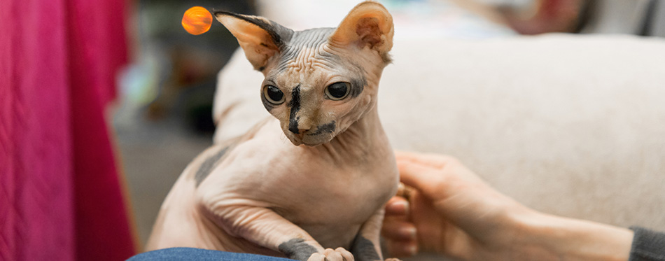 Peterbald