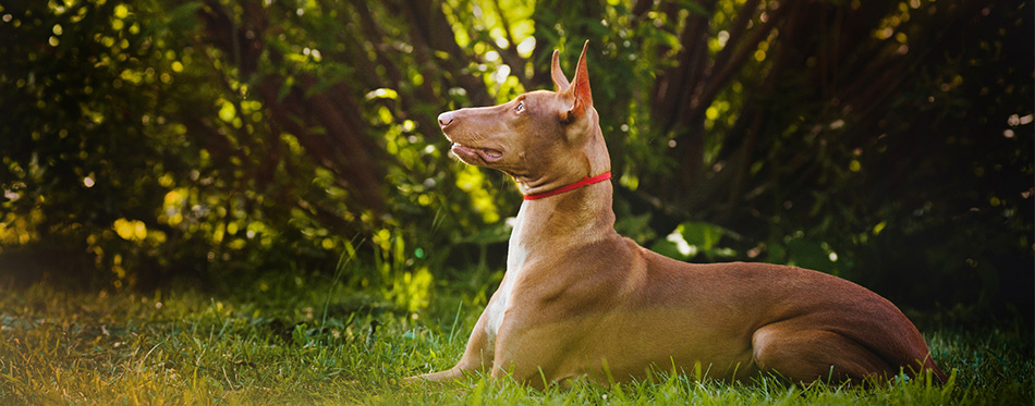 Pharaoh Hound