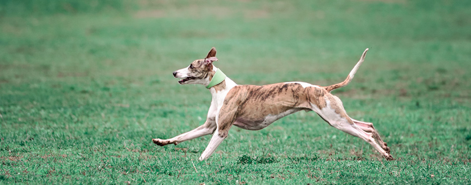 Picture of a fast dog running