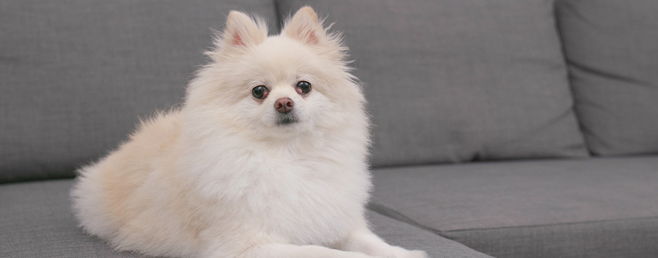 Pomeranian dog sitting on the sofa