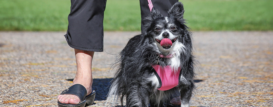 Pomeranian x long hared chihuahua