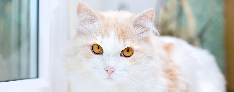 Portrait of a white turkish angora cat at home