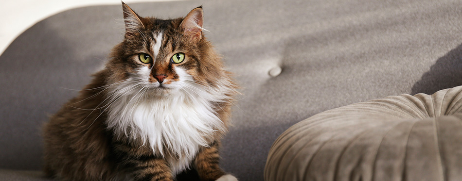 Portrait of beautiful and fluffy tri colored tabby cat at home