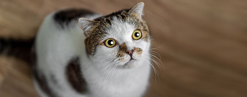 Portrait of cute Scottish fold cat sitting 