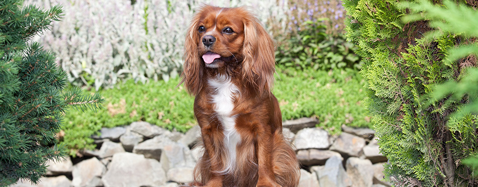 Portrait of lovely Cavalier King Charles spaniel