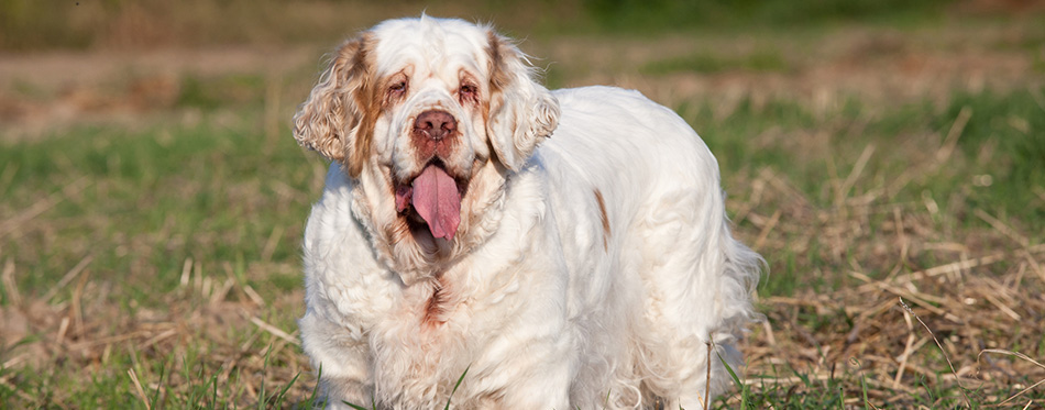 Portrait of nice clumber spaniel