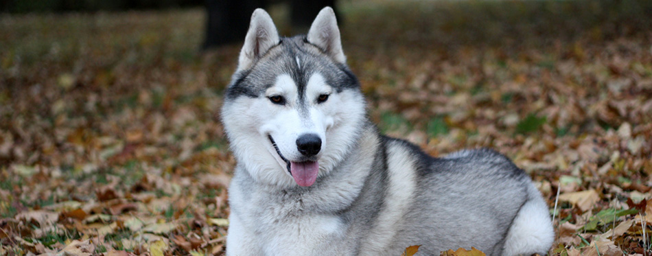 Portrait of siberian husky in autumn