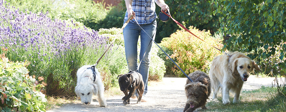 Professional Dog Walker Exercising Dogs In Park