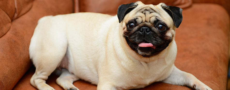 Pug dog sitting on the sofa