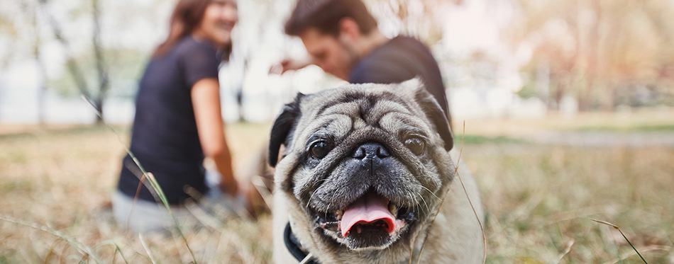 Pug-dog walk in the park and look to camera