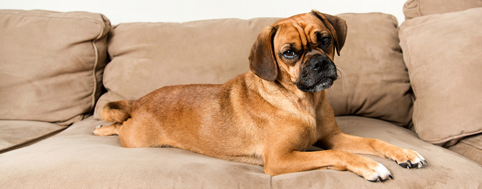 Puggle dog lying on the sofa