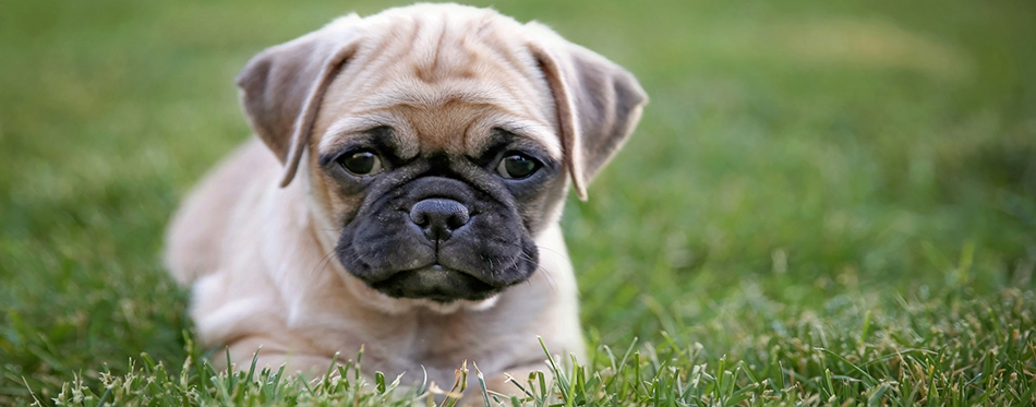 Puggle puppy