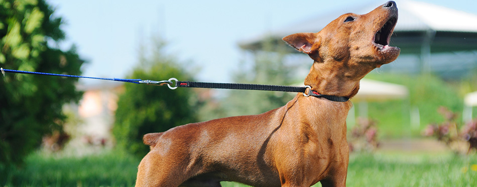 Puppy of Miniature Pinscher (Zwergpinscher, Min Pin) barking 