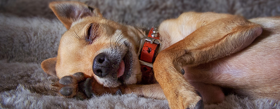 Puppy sleeping on a fake fur blanket