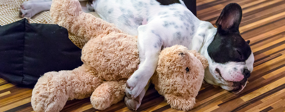 Puppy sleeping with teddy bear