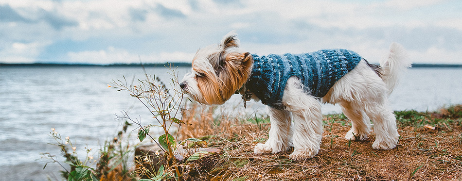 Puppy sniffing flowers