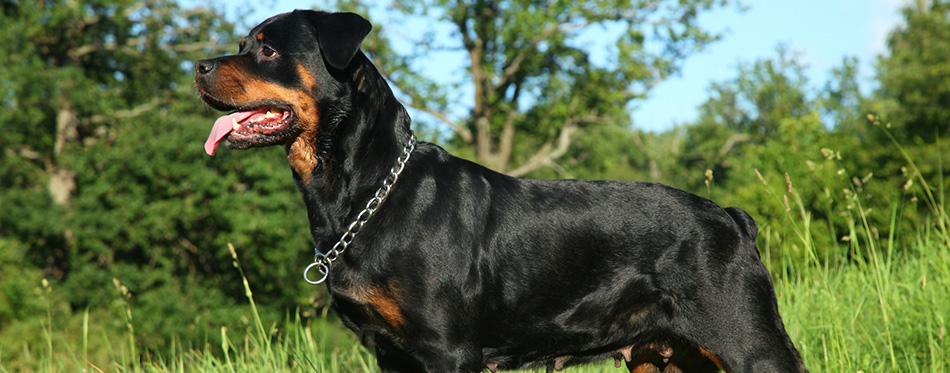 Purebred rottweiler on green grass