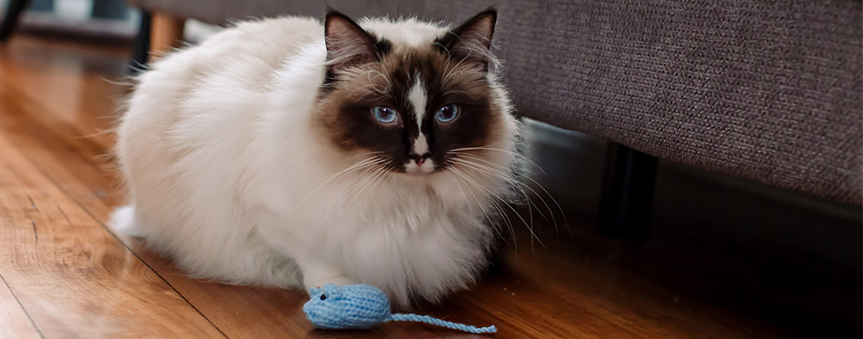 Ragdoll Cat