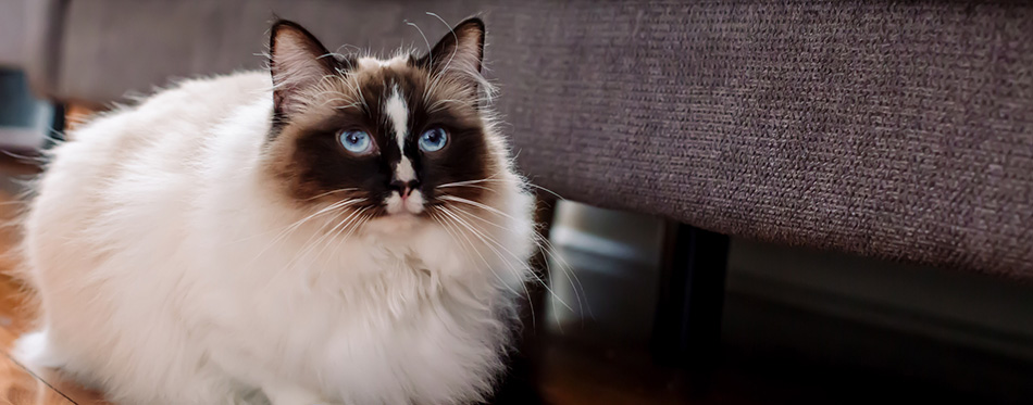 Ragdoll cat with a new knitted mouse toy inside