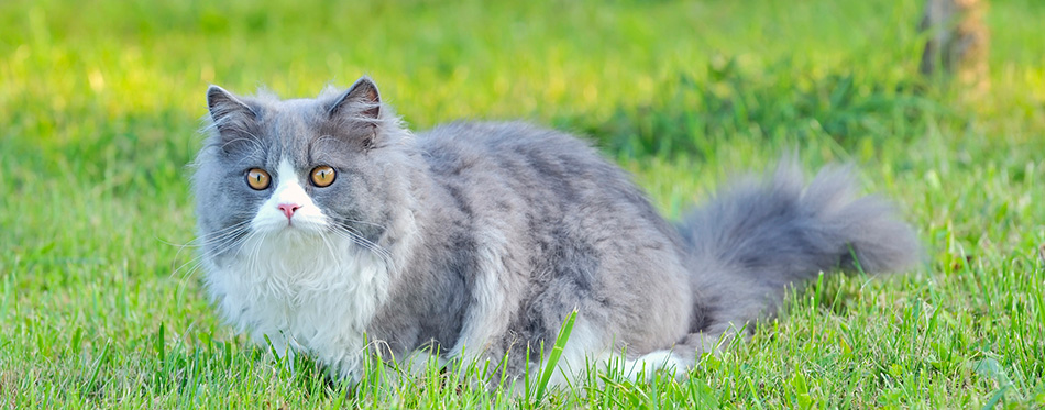 Ragdoll cat