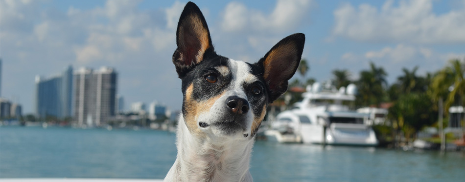 Rat Terrier