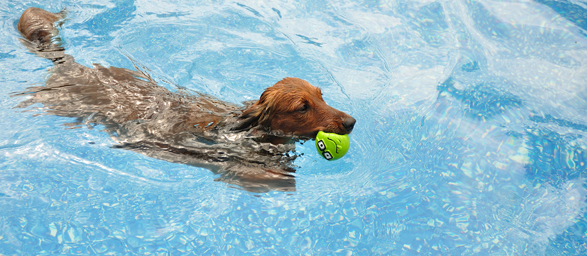 Red Long-Haired Dachshund Swimming