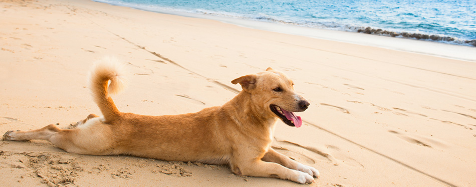 Relaxed dog on tropical beach