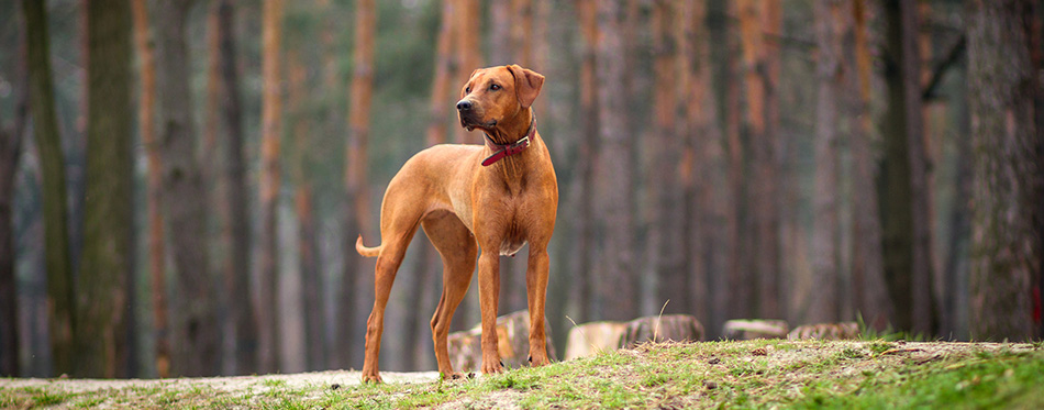 Rhodesian Ridgeback