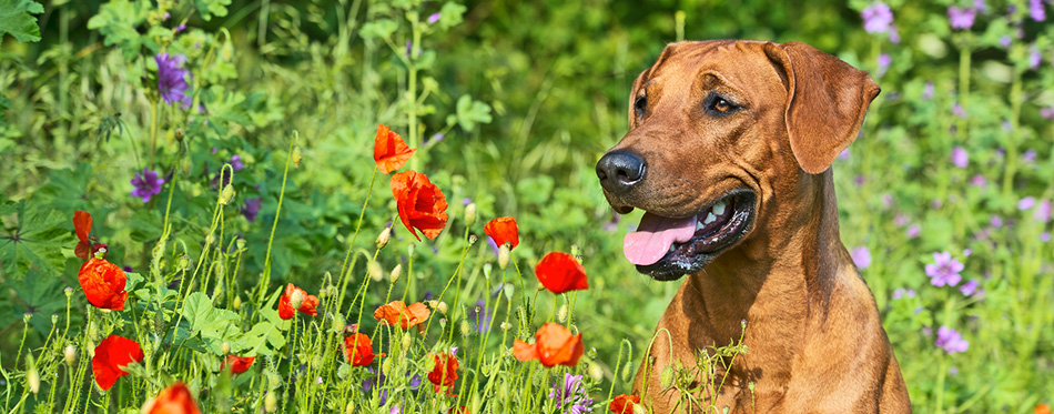 Rhodesian ridgeback puppy dog in a field of flowers