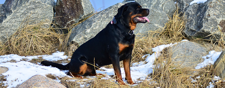 Rottweiler