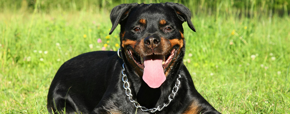 Rottweiler on green grass