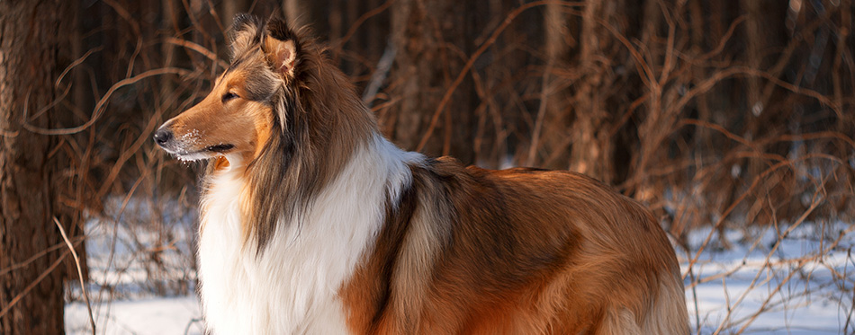 Rough collie in winter forest.