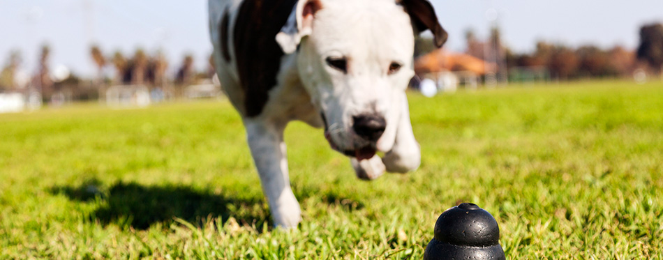 Running to Dog Toy on Park Grass