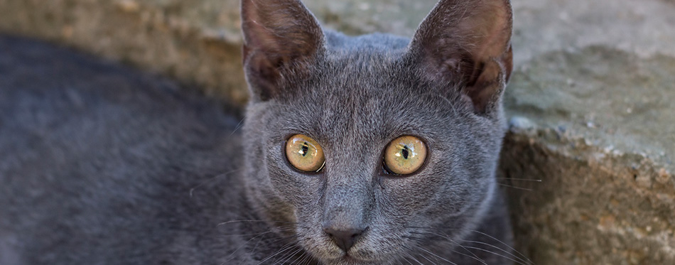 Russian Blue Cat