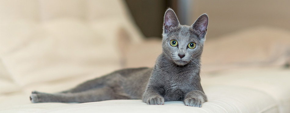 Russian Blue