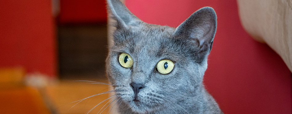 Russian blue cat sitting in near red wall 