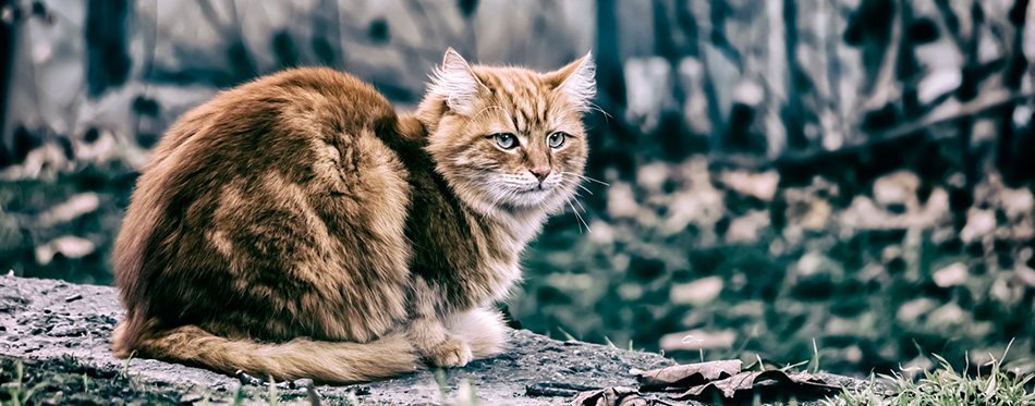 Sad red cat in an empty park