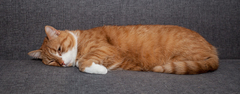 Sad red cat lying on a gray sofa