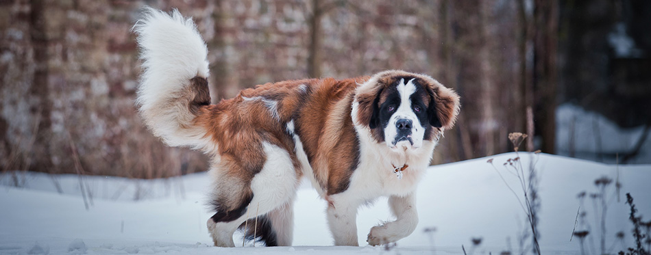 Saint Bernard