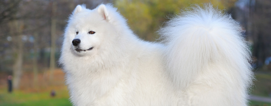 Samoyed dog